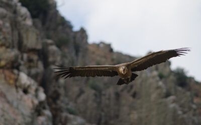 Plasencia y Monfragüe en un día: naturaleza y patrimonio desde La Aldea del Obispo